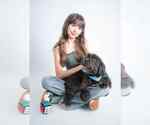 Small #3 Shih-Poo