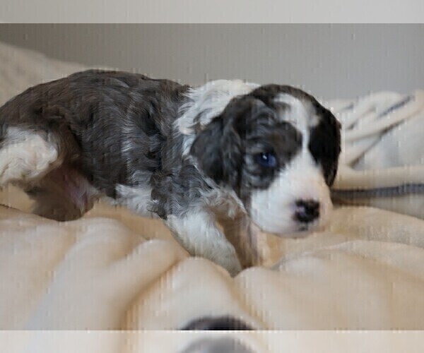 Medium Photo #2 Cock-A-Poo Puppy For Sale in OLATHE, KS, USA