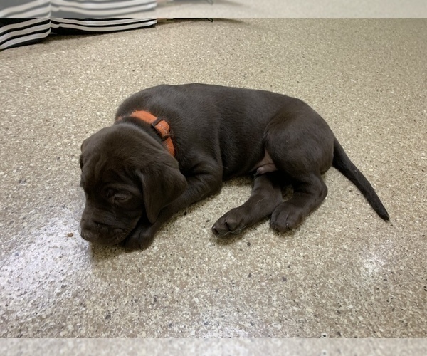 Medium Photo #8 German Shorthaired Lab Puppy For Sale in GRANITE CITY, IL, USA