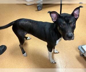 American Pit Bull Terrier-Huskies Mix Dogs for adoption in Martinez, CA, USA