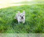 Small Photo #1 French Bulldog Puppy For Sale in BREMEN, IN, USA