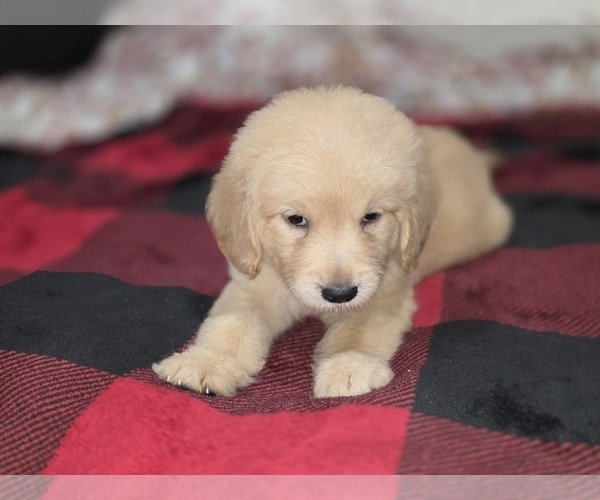 Medium Photo #3 Goldendoodle Puppy For Sale in DUBLIN, TX, USA