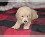 Small #2 Goldendoodle