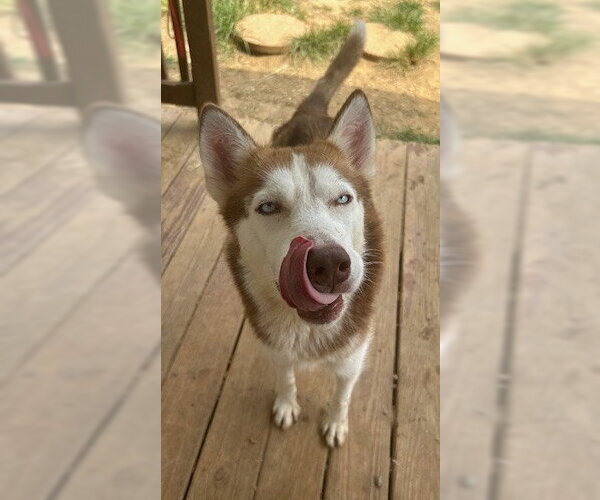 Medium Photo #3 Siberian Husky-Unknown Mix Puppy For Sale in Wetumpka, AL, USA