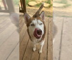 Small #2 Siberian Husky Mix