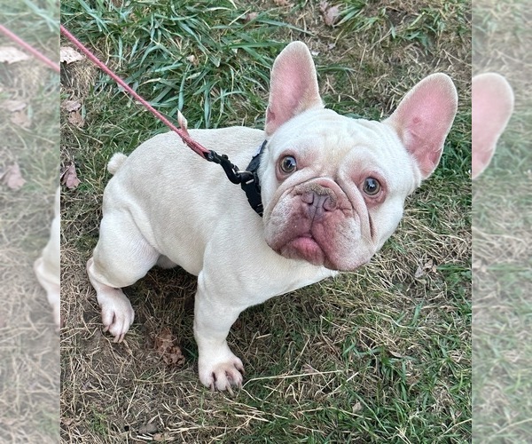 Medium Photo #1 French Bulldog Puppy For Sale in SALEM, OR, USA