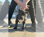 Small Photo #3 American Bully Puppy For Sale in RED BAY, AL, USA