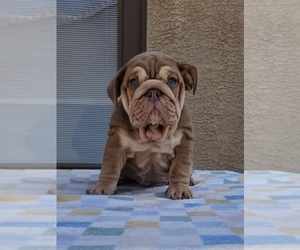 English Bulldog Puppy for sale in LAS VEGAS, NV, USA