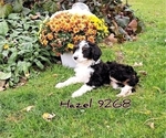 Small Photo #3 Miniature Bernedoodle Puppy For Sale in FREDERICKSBURG, OH, USA
