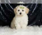 Small #2 Maltipoo