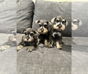 Schnauzer (Miniature) Puppy for Sale in JEFFERSON, Oregon USA