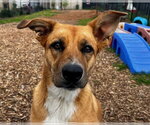 Small #1 Catahoula Leopard Dog Mix