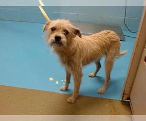 Mutt Dogs for adoption in Moreno Valley, CA, USA