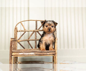 Medium Yorkshire Terrier