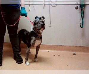 Mutt Dogs for adoption in Martinez, CA, USA