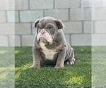 Small #12 English Bulldog