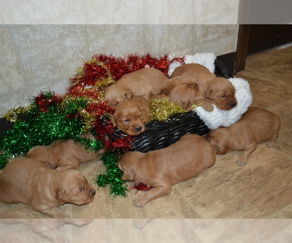 Medium Photo #1 Golden Retriever Puppy For Sale in GREENWOOD, WI, USA