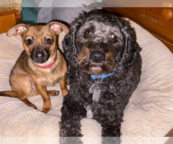 Medium Photo #14 Chihuahua Puppy For Sale in Lewistown, PA, USA