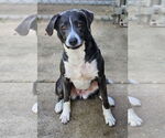 Small #2 Labrador Retriever Mix