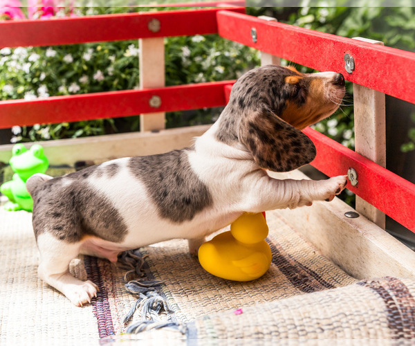 Medium Photo #5 Dachshund Puppy For Sale in WAKARUSA, IN, USA