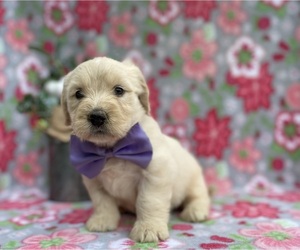 Goldendoodle (Miniature) Puppy for sale in LANCASTER, PA, USA