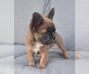 French Bulldog Puppy for sale in ROCKLIN, CA, USA