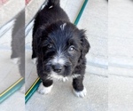 Puppy 0 Great Pyrenees-Labradoodle Mix