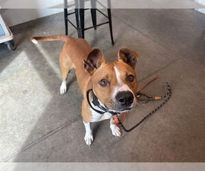 American Staffordshire Terrier Dogs for adoption in Tavares, FL, USA