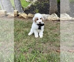 Puppy Puppy 3 Goldendoodle