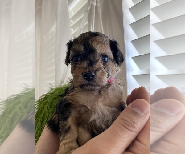 Medium Photo #5 Cavapoo (Miniature)-Poodle (Toy) Mix Puppy For Sale in ALTAMONTE SPRINGS, FL, USA
