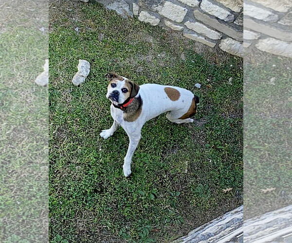 Medium Photo #3 Boxer Puppy For Sale in Dumont, NJ, USA