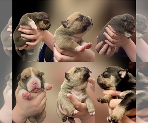 American Bully Puppy for sale in ANDERSON, IN, USA