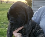 Small Photo #4 Mastiff Puppy For Sale in SHELBYVILLE, IN, USA