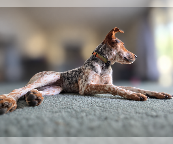 Medium Photo #7 Mutt Puppy For Sale in Sandy, UT, USA