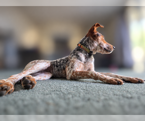 J. Elly Bean - Female Mutt Dog for Adoption - Photo #7