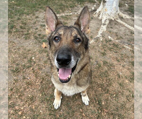 Medium Photo #1 German Shepherd Dog Puppy For Sale in Riverside, CA, USA