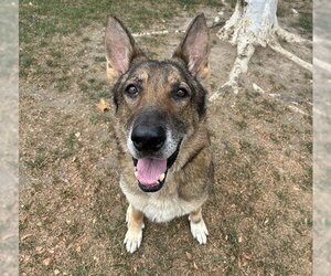 German Shepherd Dog Dogs for adoption in Riverside, CA, USA