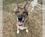 Small German Shepherd Dog