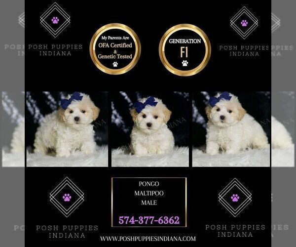 Medium Photo #83 Maltipoo Puppy For Sale in WARSAW, IN, USA