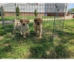 Small Photo #11 Golden Retriever Puppy For Sale in CLAREMORE, OK, USA