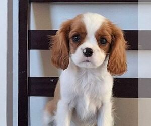 Cavalier King Charles Spaniel Puppy for sale in PARKESBURG, PA, USA
