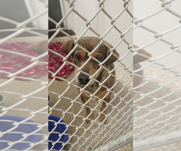 Medium Photo #3 Mutt Puppy For Sale in Great Bend, KS, USA