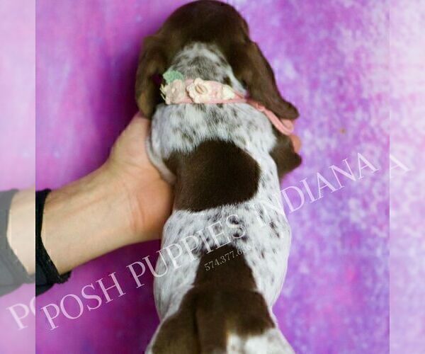 Medium Photo #6 Dachshund Puppy For Sale in WARSAW, IN, USA