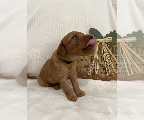 Medium Photo #1 Goldendoodle Puppy For Sale in MODESTO, CA, USA