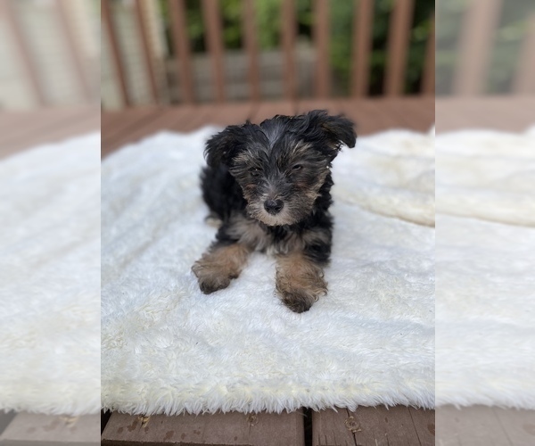 Medium Photo #6 Morkie Puppy For Sale in POWDER SPRINGS, GA, USA