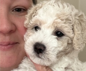Poochon Puppy for sale in AUBURN, MA, USA
