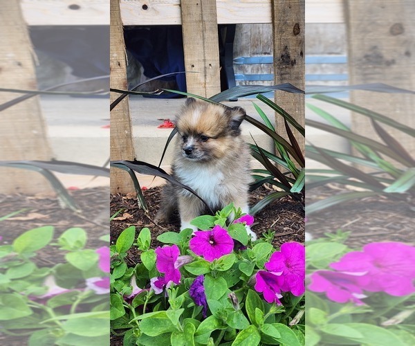 Medium Photo #4 Pomeranian Puppy For Sale in GREENWOOD, WI, USA
