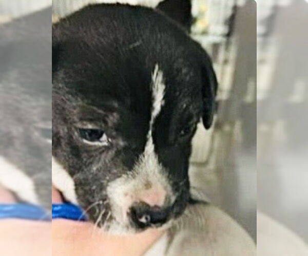 Medium Photo #2 Mutt Puppy For Sale in Houston, TX, USA