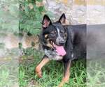 Small #1 Mutt
