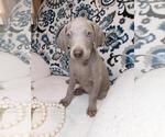 Small Photo #5 Weimaraner Puppy For Sale in ELKTON, KY, USA